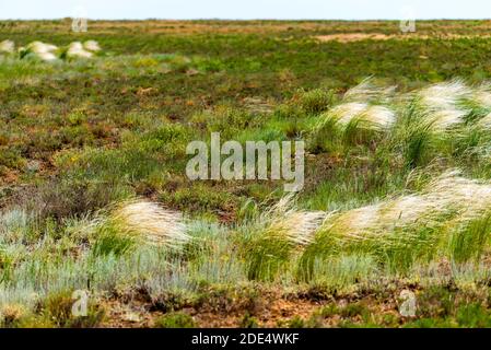 Blühendes Federgras, flatternd im Wind auf der Ebene zwischen den Hügeln. Stockfoto