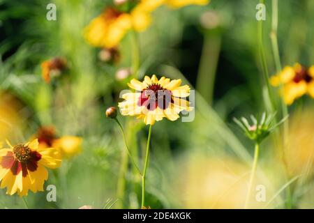 Gelb blühende Blüten mit braunen Herzen in einem Feld. Sonnenblume, 'Goldrausch' Helenium autumnale. Selektiver Fokus. Stockfoto