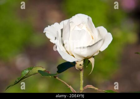 Sydney Australien, weiße Rosenblüte mit verschwommenem Hintergrund Stockfoto