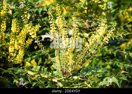 Mahonia x media 'Wintersonne' in Blüte Stockfoto