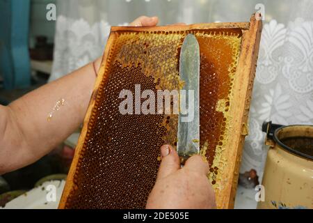 Imker schneidet das Wachs vom Wabenrahmen ab. Produktion von frischem Honig. Sammelt den Honig Stockfoto