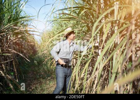 Landwirt Analyse des Wachstums von Zuckerrohrpflanzen in den Feldern, Smart Farming Konzept Stockfoto