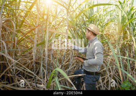 Landwirt Analyse des Wachstums von Zuckerrohrpflanzen in den Feldern, Smart Farming Konzept Stockfoto