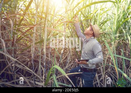 Landwirt Analyse des Wachstums von Zuckerrohrpflanzen in den Feldern, Smart Farming Konzept Stockfoto