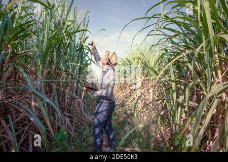 Landwirt Analyse des Wachstums von Zuckerrohrpflanzen in den Feldern, Smart Farming Konzept Stockfoto