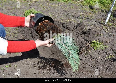 Chamaecyparis lawsoniana Alumii Pflanze oder Lawson Zypresse mit Wurzeln Pflanzung Aus dem Topf in den Boden Stockfoto