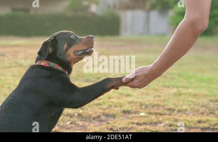 Hundepfote hält sich an einer menschlichen Hand. Nahaufnahme. Stockfoto