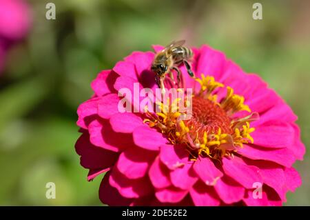 Biene auf einer rosa elegante Zinnia Blume, Nahaufnahme, Makro, große rosa Blume, Bee bestäuben und Fütterung. Stockfoto