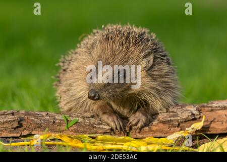 Igel, Wissenschaftlicher Name: Erinaceus Europaeus. Wilder, einheimischer, europäischer Igel, der mit Pfoten auf einem gefallenen Baumstamm nach vorne zeigt. Sauberer, grüner Hintergrund. Stockfoto