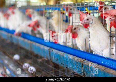 Auf einer Geflügelfarm in Batangas, Philippinen Stockfoto