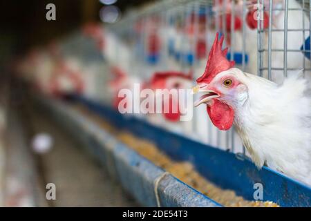 Auf einer Geflügelfarm in Batangas, Philippinen Stockfoto