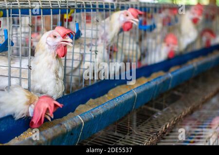 Auf einer Geflügelfarm in Batangas, Philippinen Stockfoto