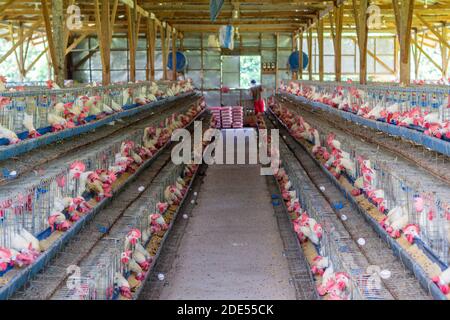 Auf einer Geflügelfarm in Batangas, Philippinen Stockfoto