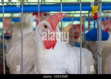 Auf einer Geflügelfarm in Batangas, Philippinen Stockfoto