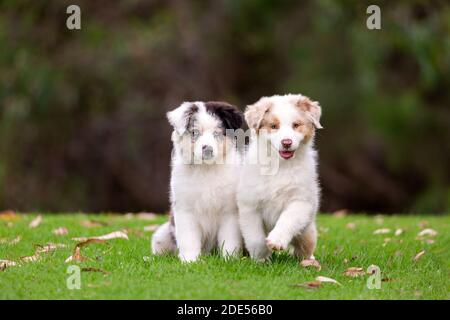 Australian Shepherd Welpen sitzen auf dem grünen Gras. Stockfoto