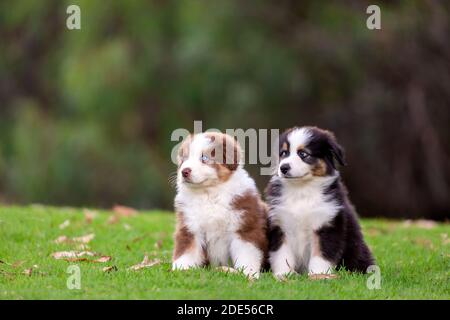 Zwei niedliche Australian Shepherd Welpen sitzen auf dem grünen Gras. Stockfoto