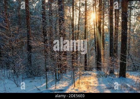 Winterlandschaft von einer sonnigen Lichtung in einem schneebedeckten Wald beleuchtet. Das Foto wurde im Stadtwald Tscheljabinsk aufgenommen. Stockfoto