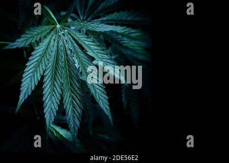 Cannabis Pflanzen wachsen. Reifen Marihuana Pflanze mit Knospen und Blätter. Textur von Marihuana Pflanzen. Auf die Blätter von einem Tropfen Wasser. Hintergrund Natura Stockfoto