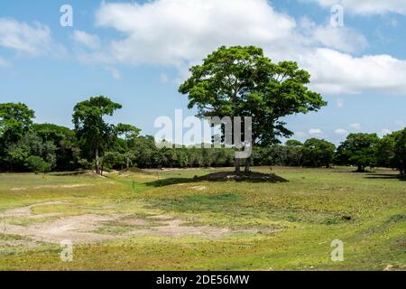 Die Überschwemmungsgebiete in der Trockenzeit innerhalb der weltweit größten Feuchtgebiete des Pantanal in Brasilien. Während der Regenzeit ist diese Landschaft untergetaucht Stockfoto