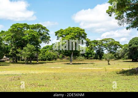 Die Überschwemmungsgebiete in der Trockenzeit innerhalb der weltweit größten Feuchtgebiete des Pantanal in Brasilien. Während der Regenzeit ist diese Landschaft untergetaucht Stockfoto