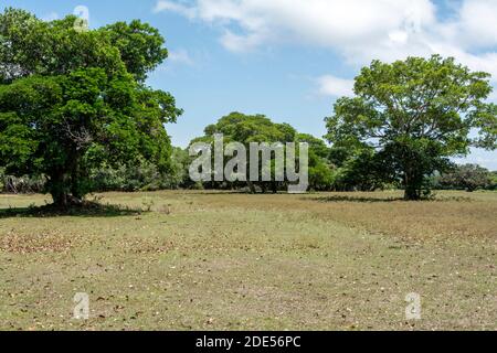 Die Überschwemmungsgebiete in der Trockenzeit innerhalb der weltweit größten Feuchtgebiete des Pantanal in Brasilien. Während der Regenzeit ist diese Landschaft untergetaucht Stockfoto