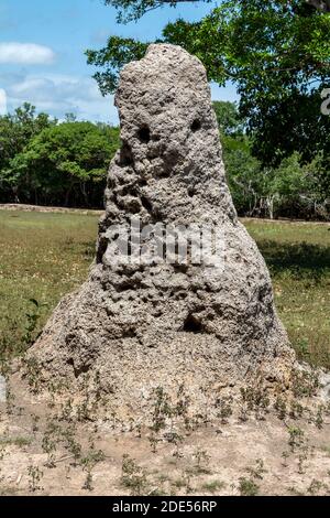 Ein Termitenhügel nisten oder enden Hügel in den brasilianischen landwirtschaftlichen Anbaugebieten innerhalb der weltweit größten Feuchtgebiete des Pantanal in Brasilien. Stockfoto