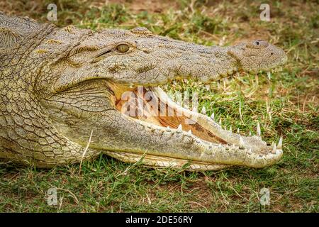 Nahaufnahme des Nilkrokodils ( Crocodylus niloticus) am Kazinga-Kanal, Queen Elizabeth National Park, Uganda. Stockfoto