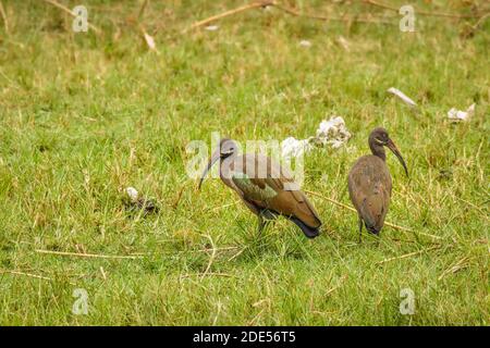Hadada ibis (Bostrychia hagedash), auch Hadeda genannt, Queen Elizabeth National Park, Uganda. Stockfoto