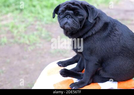Hund schwarzer Mops einsam traurig sitzen auf einer karierten Matte auf Natur Hintergrund. Nahaufnahme. Speicherplatz kopieren. Stockfoto