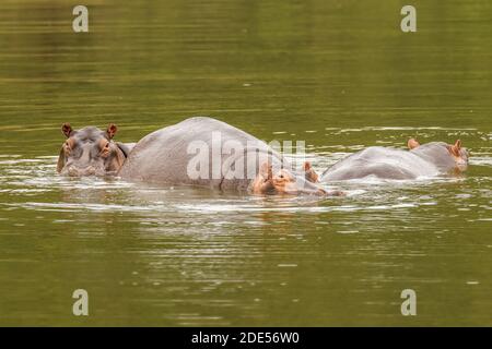 Eine Herde gewöhnlicher Nilpferde (Hippopotamus amphibius) oder Nilpferde, Queen Elizabeth National Park, Uganda. Stockfoto