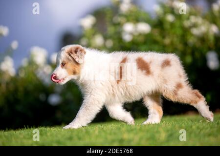 Rote Merle tricolor Australian Shepherd Welpen. Stockfoto