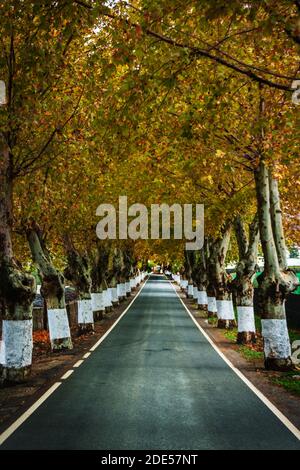 Gerade Straße mit einer Reihe von Bäumen auf beiden Seiten bilden einen Tunnel mit ihren Herbst farbigen Blättern. Stockfoto