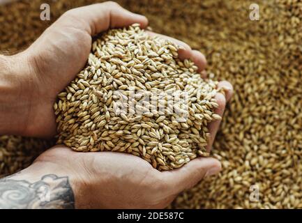 Handwerkliche Lagerproduktion in der Betriebsbrauerei, Kleinbetrieb und Bier-Industrie-Konzept Stockfoto