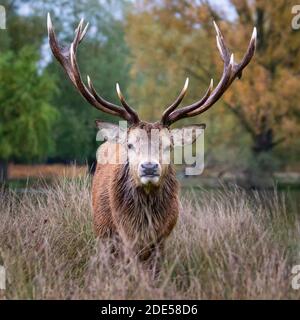 Rotwild im langen Gras im Bushy Park, West London Stockfoto