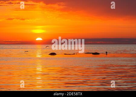 Seevogel Silhouetten auf Steinen im Meer. Der erstaunliche Sonnenuntergang, orange gefärbt. Teleobjektiv. Stockfoto