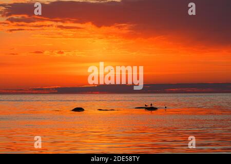 Seevogel Silhouetten auf Steinen im Meer. Der erstaunliche Sonnenuntergang, orange gefärbt. Teleobjektiv. Stockfoto