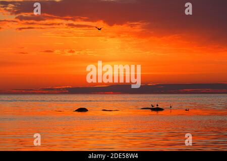 Seevogel Silhouetten auf Steinen im Meer. Der erstaunliche Sonnenuntergang, orange gefärbt. Teleobjektiv. Stockfoto