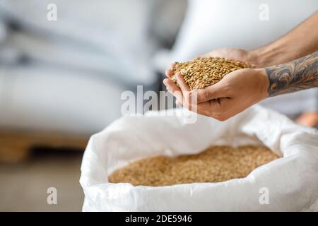 Bio-Getreide für Brauen, Startup und kleine Unternehmen Stockfoto