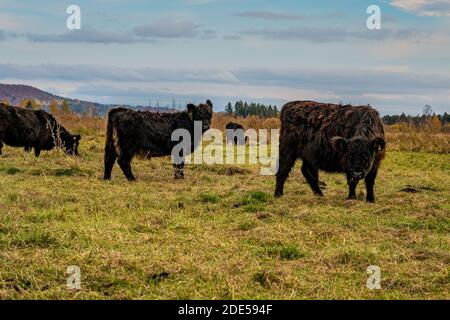 Galloway-Rinder am Bannwaldturm Pfrunger-Burgweiler Ried bei Ostrach Stockfoto