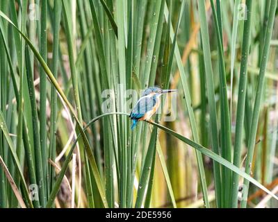 Ein gewöhnlicher Eisvogel, Alcedo atthis bengalensis, thront in den Gräsern neben einem Teich im Izumi Forest Park, Yamato, Japan. Stockfoto