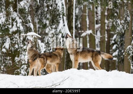Heulende europäische Wölfe Canis lupus lupus in einem schneebedeckten Winter Wald Stockfoto