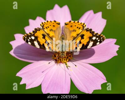 Eine bemalte Schmetterlingsdame, Vanessa cardui, trinkt Nektar aus einer rosa Kosmosblüte in einem Blumengarten in der Nähe von Yokohama, Japan. Stockfoto