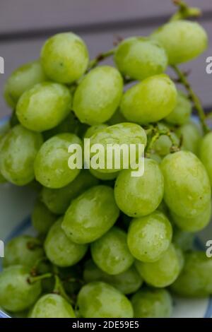 Vittoria, Weinrebe, Vinranka (Vitis vinifera) Stockfoto