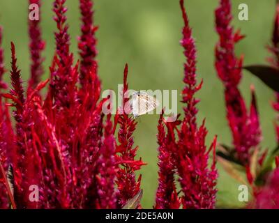 Der blaue Schmetterling der PEA, Lampides boeticus, hält während der Fütterung an roten Blumen in einem Park in Sagamihara, Japan. Stockfoto