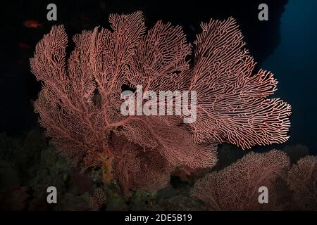 Wunderschöne Gorgonien (Sea Fan). Weiche Korallen der maledivischen Riffe. Erstaunliche Unterwasserwelt der Malediven Stockfoto