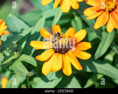 Eine japanische Honigbiene, APIs cerana japonica, ernährt sich von einer Blume im Sankeien Garden, Yokohama, Japan. Stockfoto