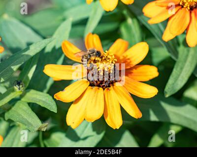 Eine japanische Honigbiene, APIs cerana japonica, ernährt sich von einer Blume im Sankeien Garden, Yokohama, Japan. Stockfoto