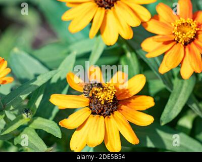 Eine japanische Honigbiene, APIs cerana japonica, ernährt sich von einer Blume im Sankeien Garden, Yokohama, Japan. Stockfoto
