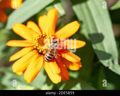 Eine japanische Honigbiene, APIs cerana japonica, ernährt sich von einer Blume im Sankeien Garden, Yokohama, Japan. Stockfoto