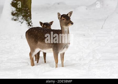 Damhirsch Dama dama mit Kalb im schneebedeckten Winter Querformat Stockfoto